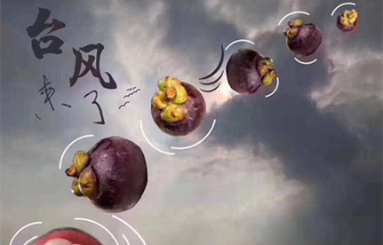 臺風“山竹”集裝箱碼頭防臺要求